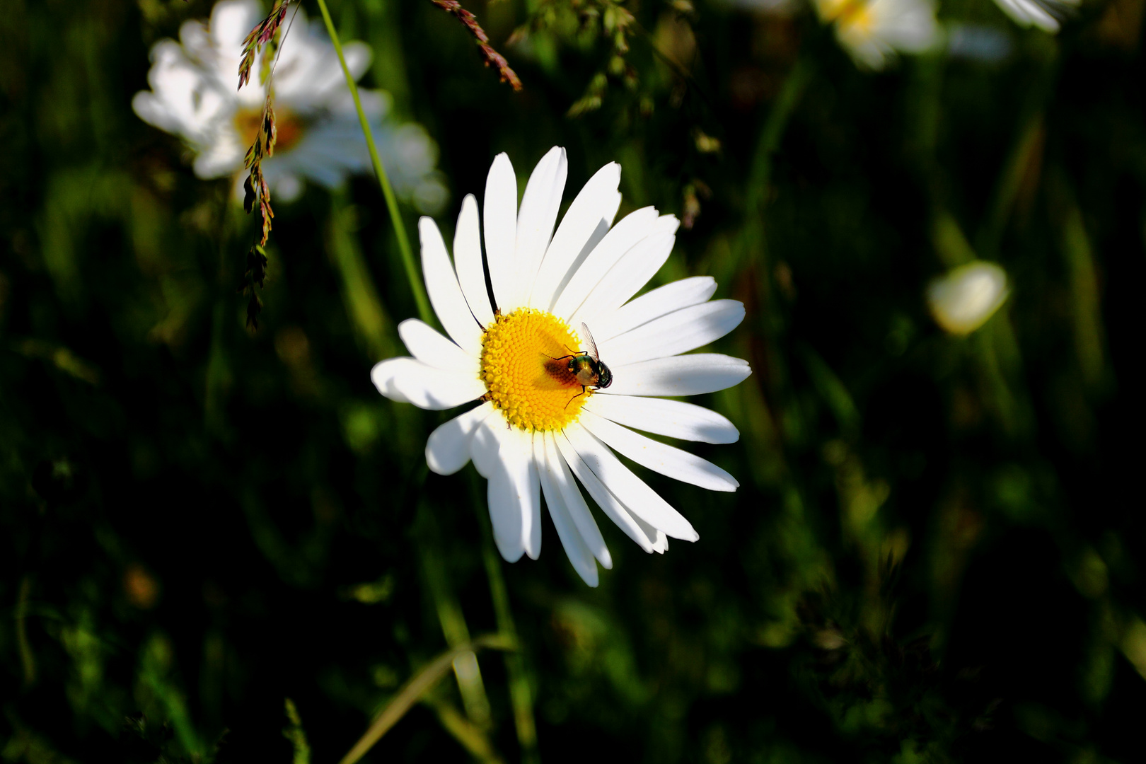 Margerite mit Fliege