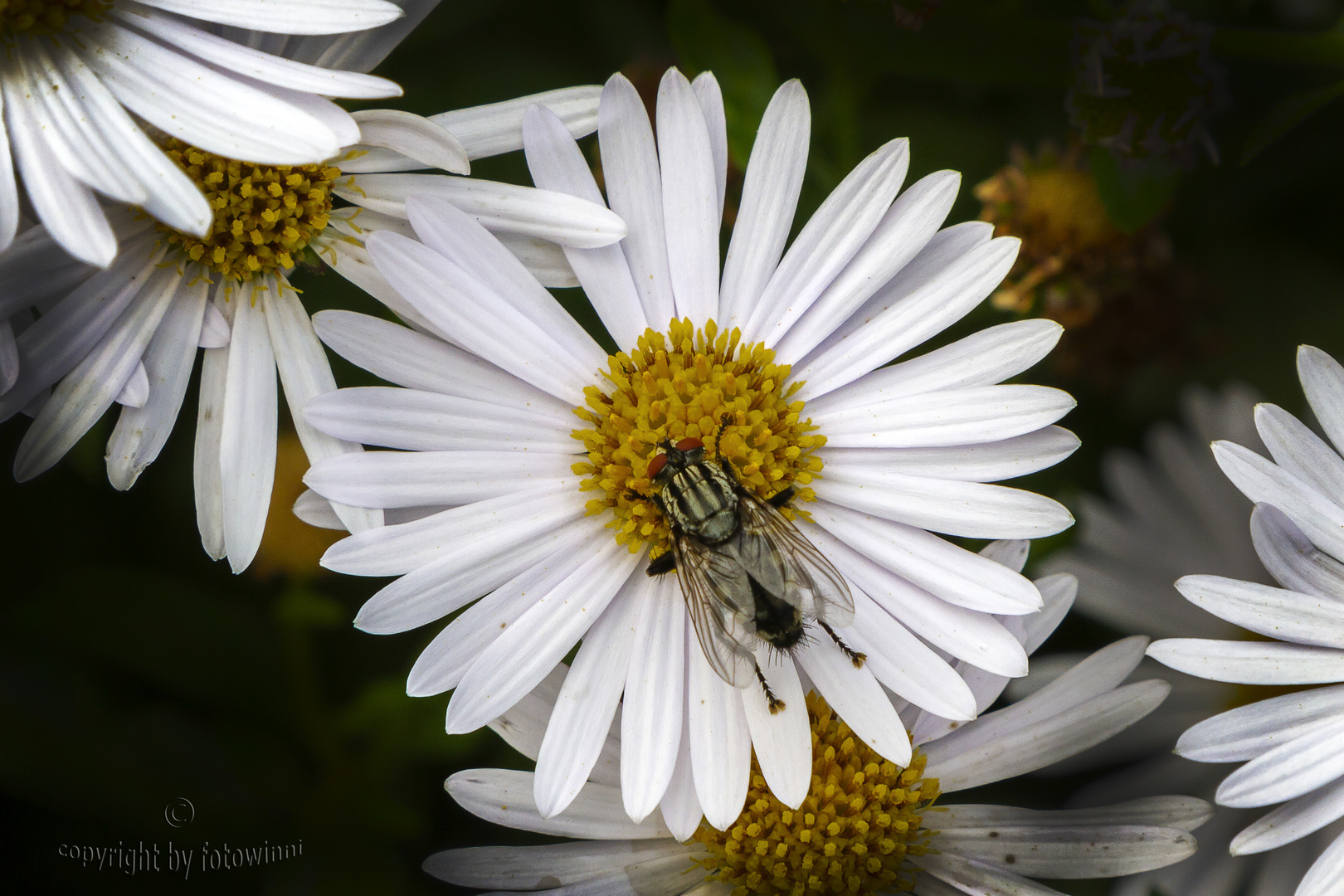 Margerite mit Fliege