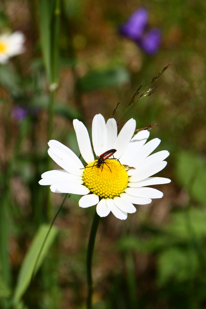 Margerite mit Gast