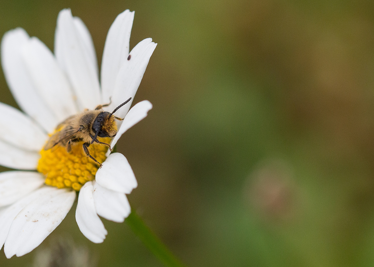 Margerite mit Gast