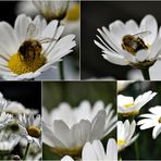 Margerite mit Insekten