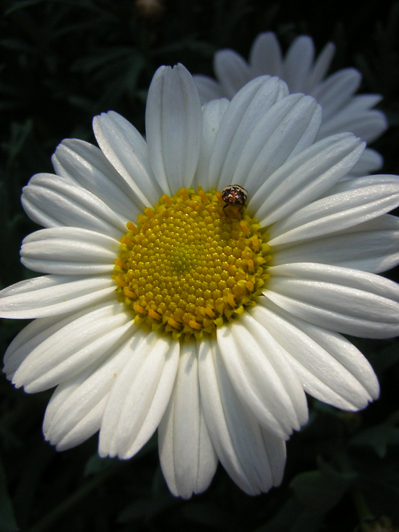 Margerite mit Käfer