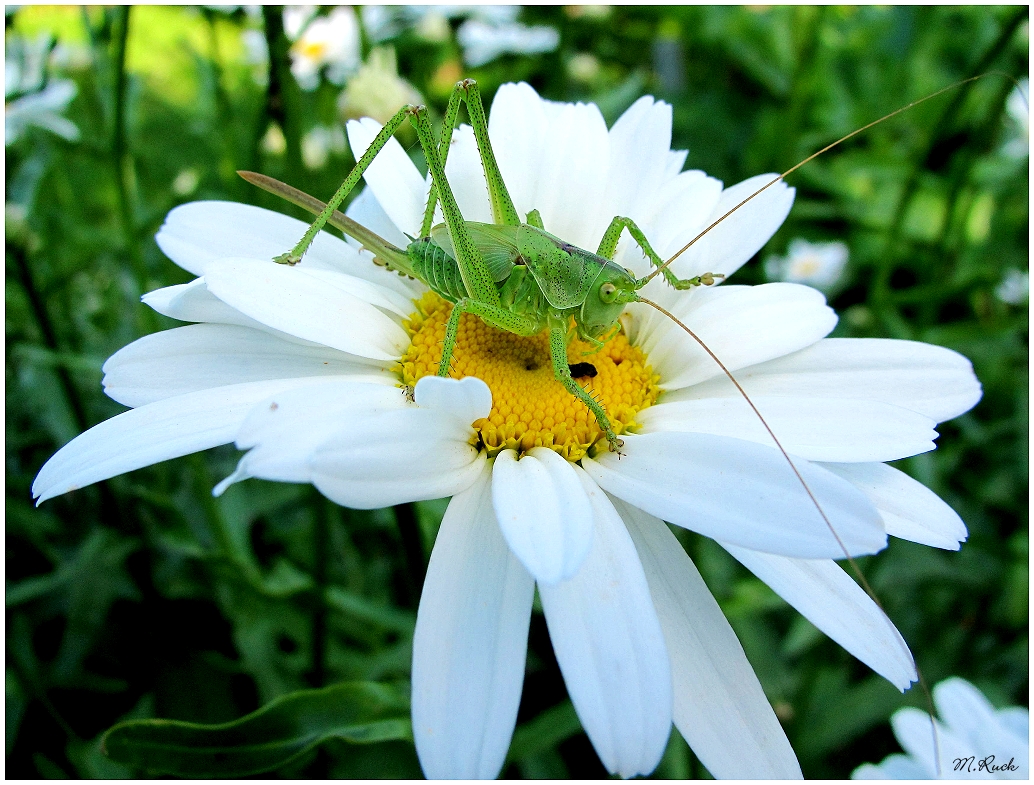 Margerite mit kleinem Heupferd ,