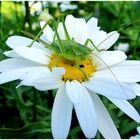 Margerite mit kleinem Heupferd ,