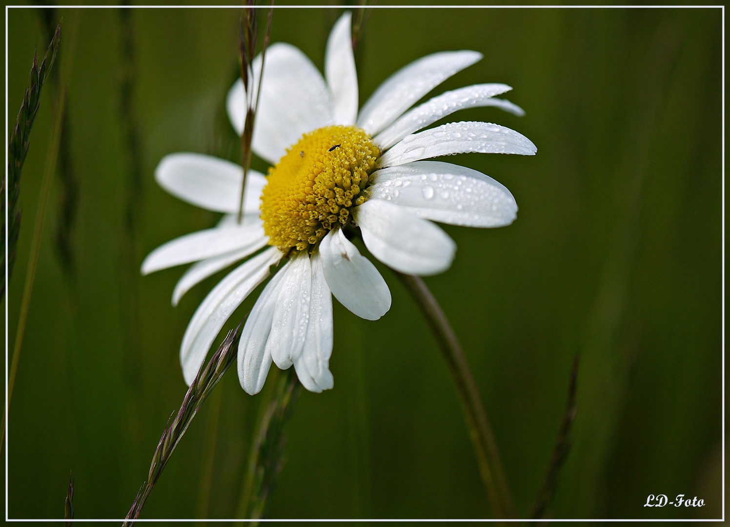 Margerite mit Morgentau