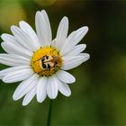 Margerite mit Pinselkäfer