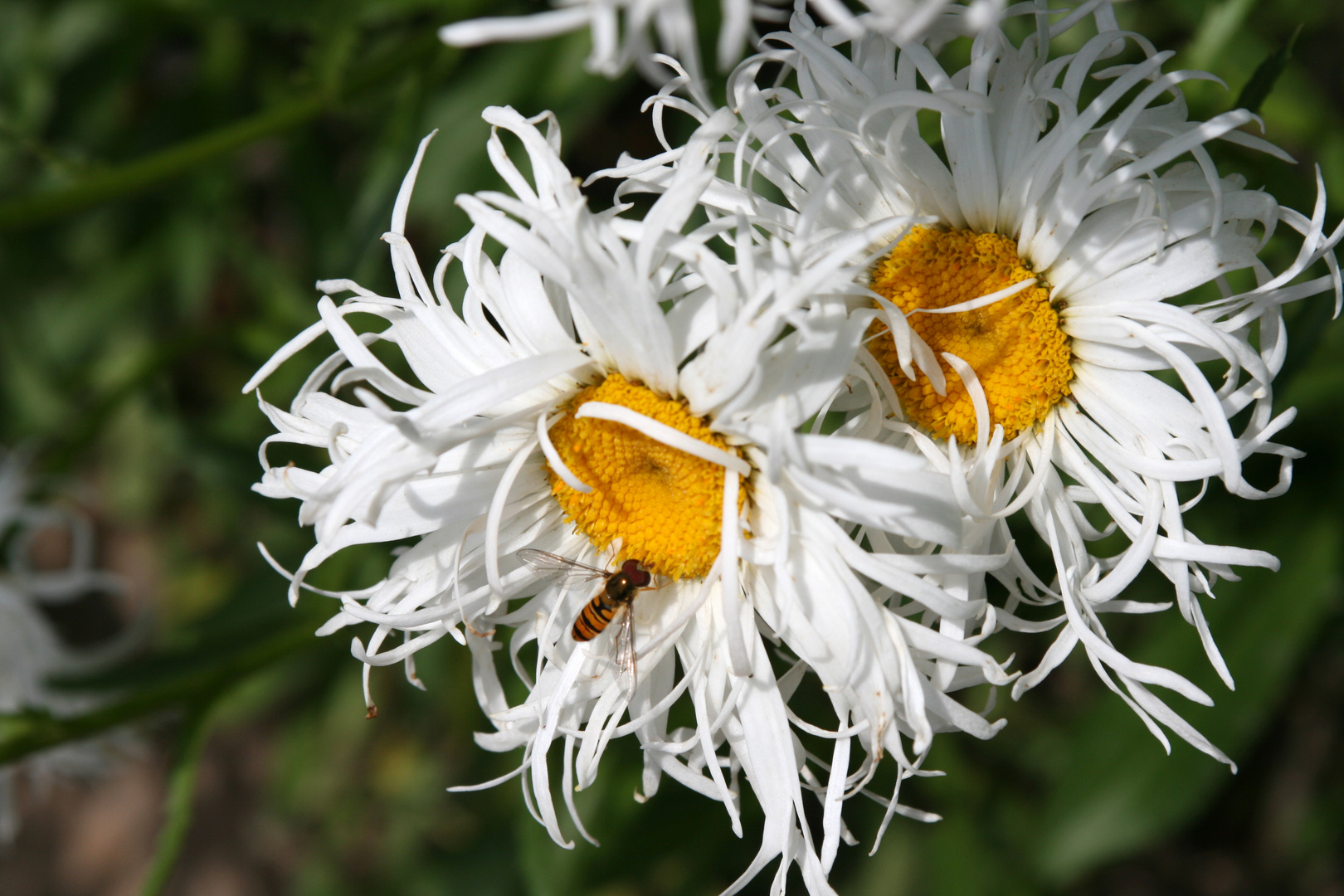 Margerite mit Schwebfliege