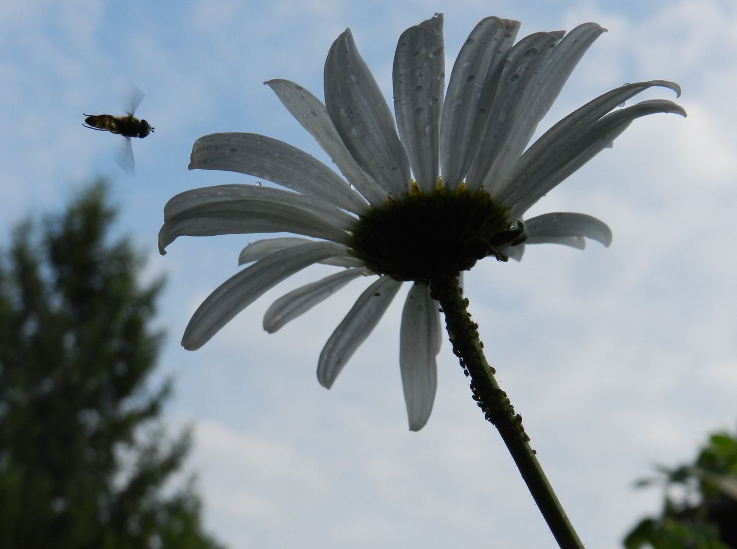 Margerite mit viel tierischen Besuch