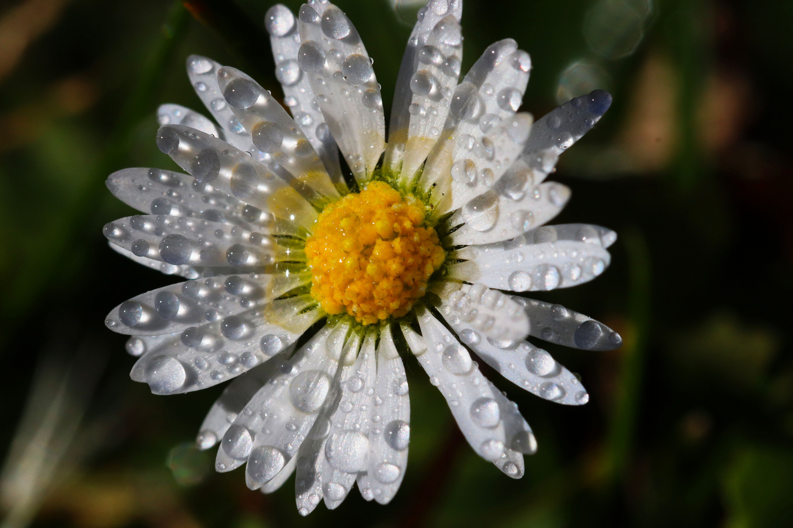 Margerite nach dem Regen