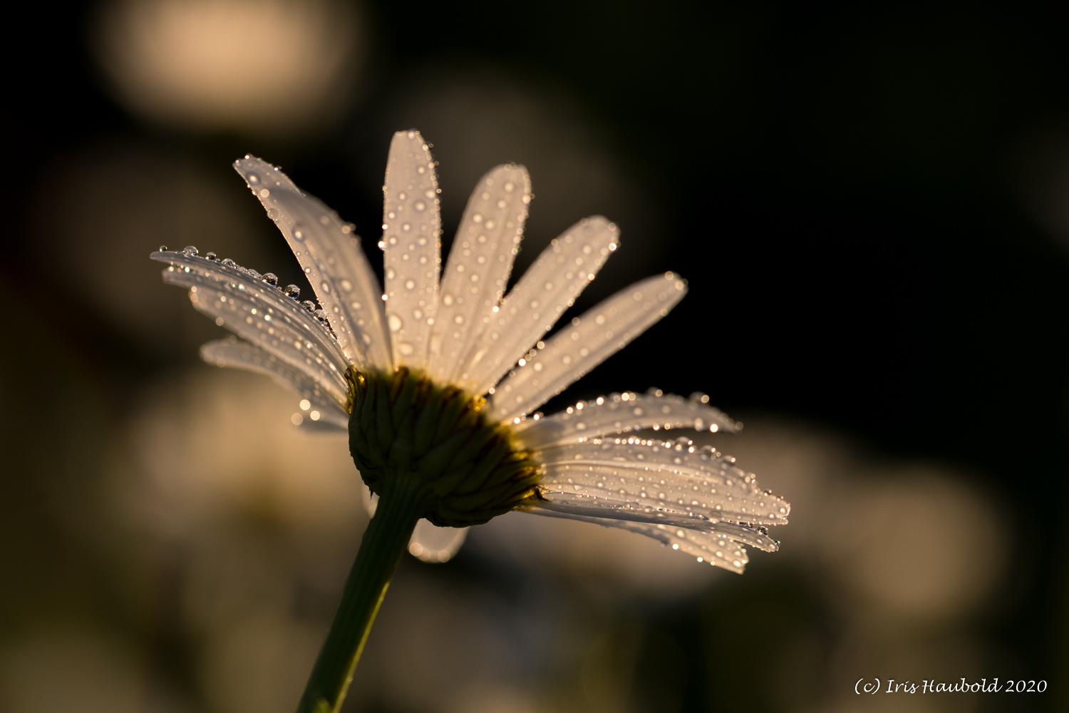 Margerite nach dem Regen