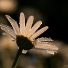 Margerite nach dem Regen