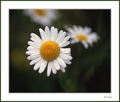 Margerite - nicht ganz vollkommen...