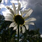 Margerite Nummer II - und schon wieder Regenwolken