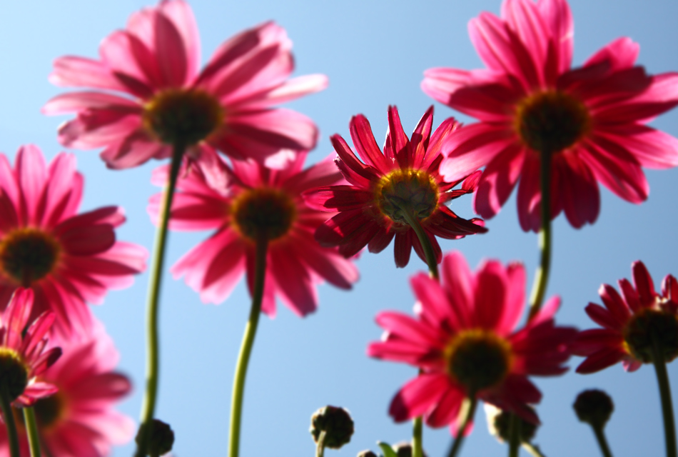 Margerite pink von unten gegen blau