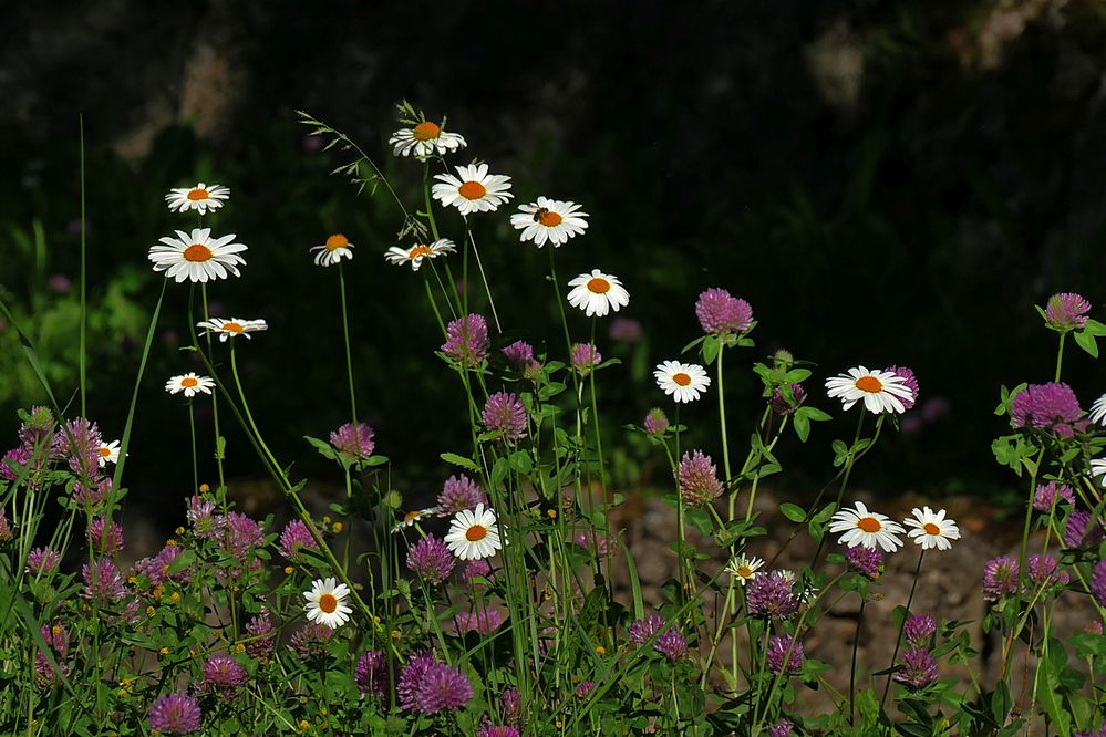 Margerite und Klee