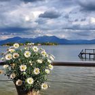 Margerite vor Fraueninsel Chiemsee