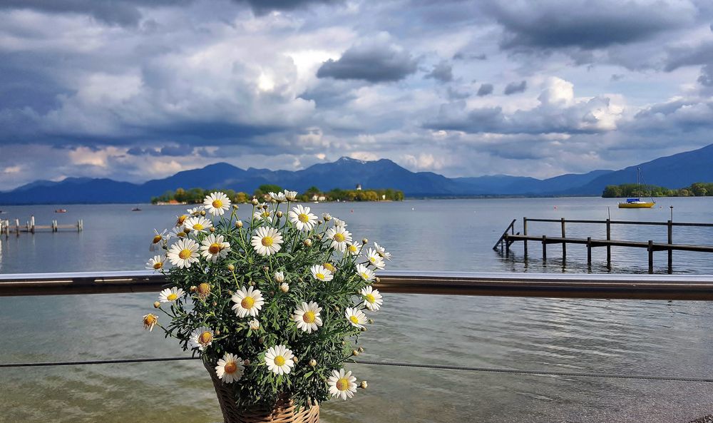 Margerite vor Fraueninsel Chiemsee