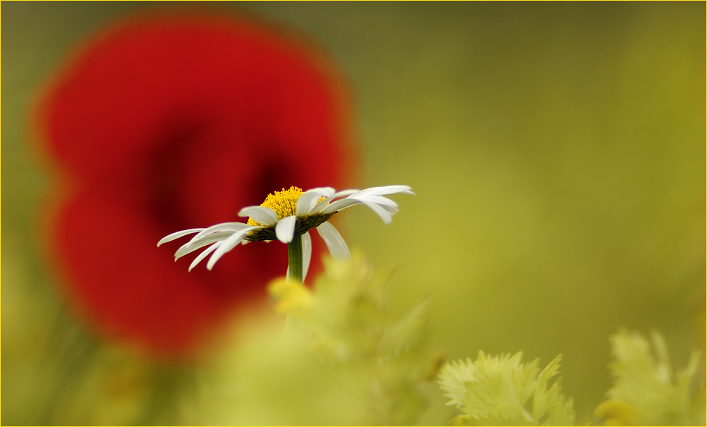 Margerite vor Mohn