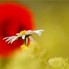 Margerite vor Mohn