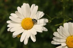 Margerite+Käfer