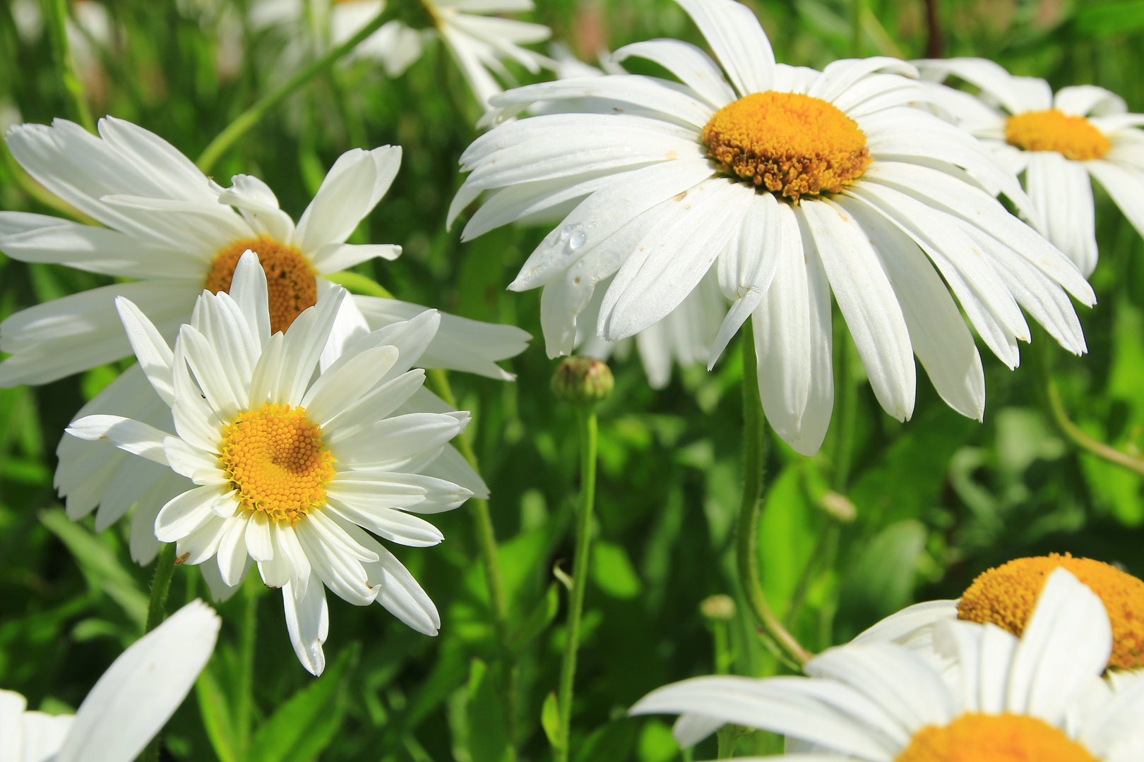 Margeriten Foto Bild Natur Pflanzen Bluten Bilder Auf Fotocommunity