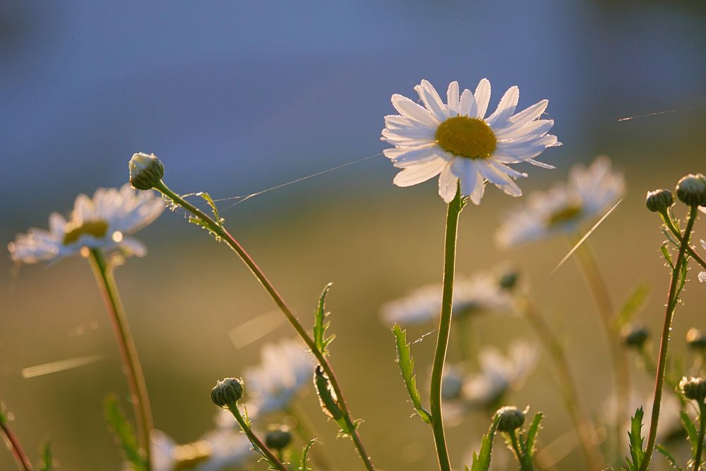 Margeriten