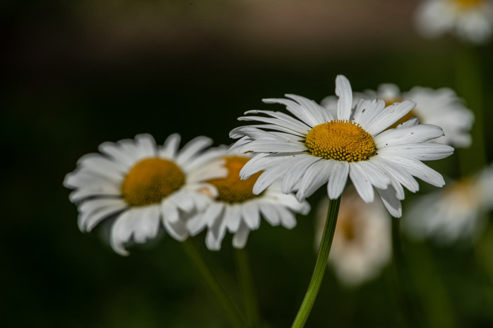 Margeriten