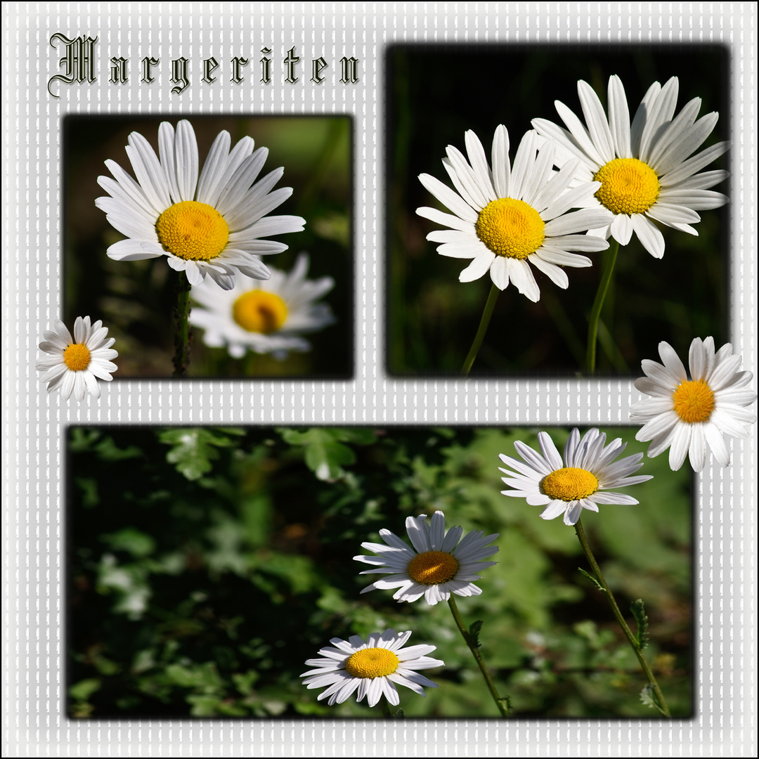 Margeriten