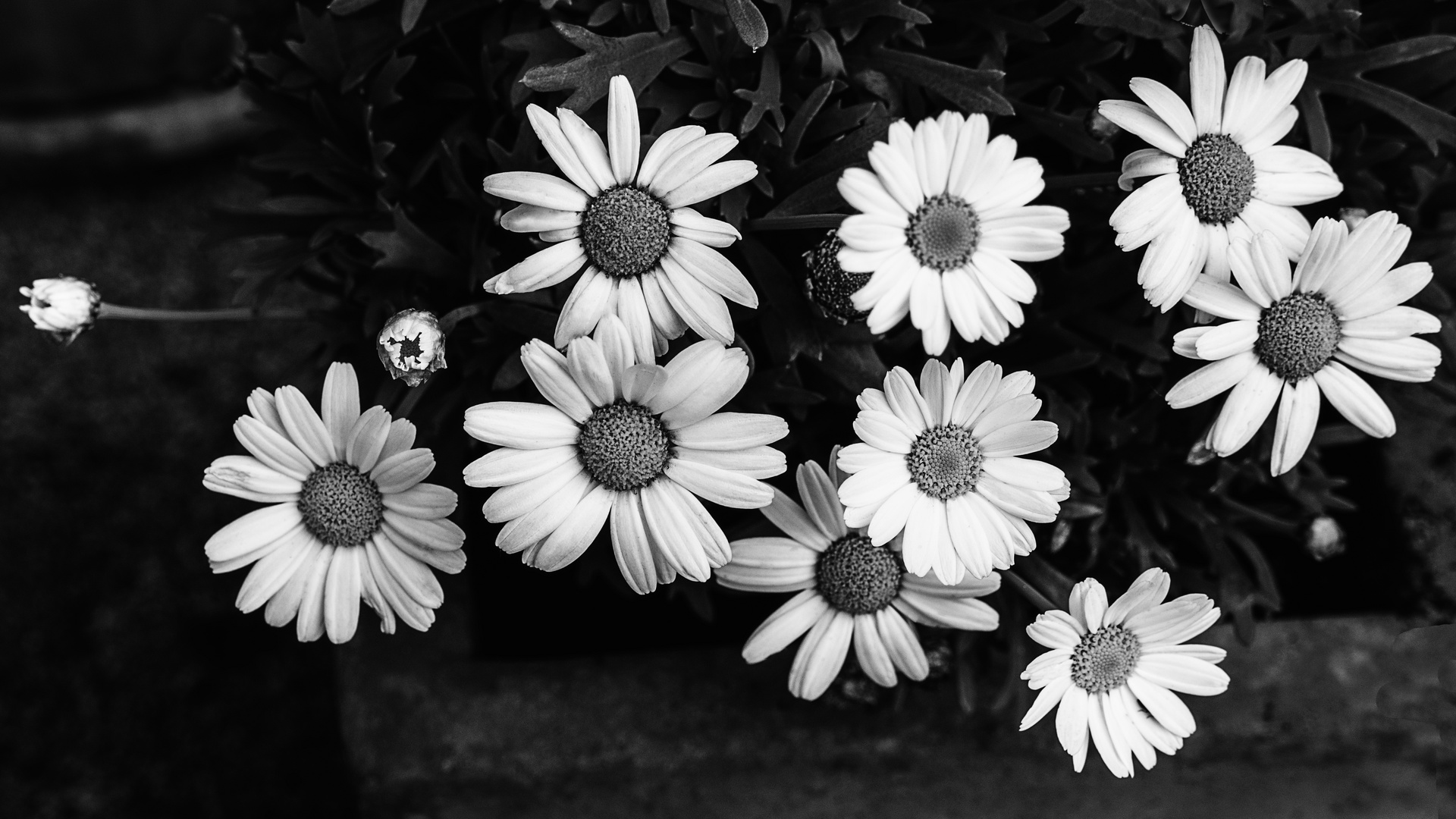Margeriten 1654 Foto Bild Natur Schwarz Weiss Blumen Bilder Auf Fotocommunity