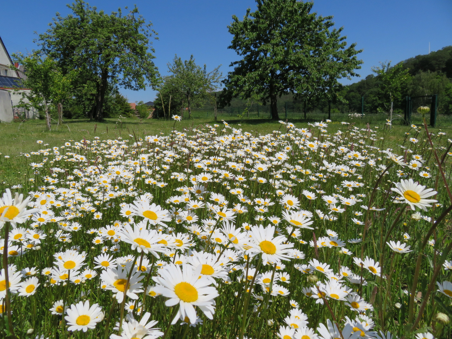 Margeriten - 17.05.2020_2