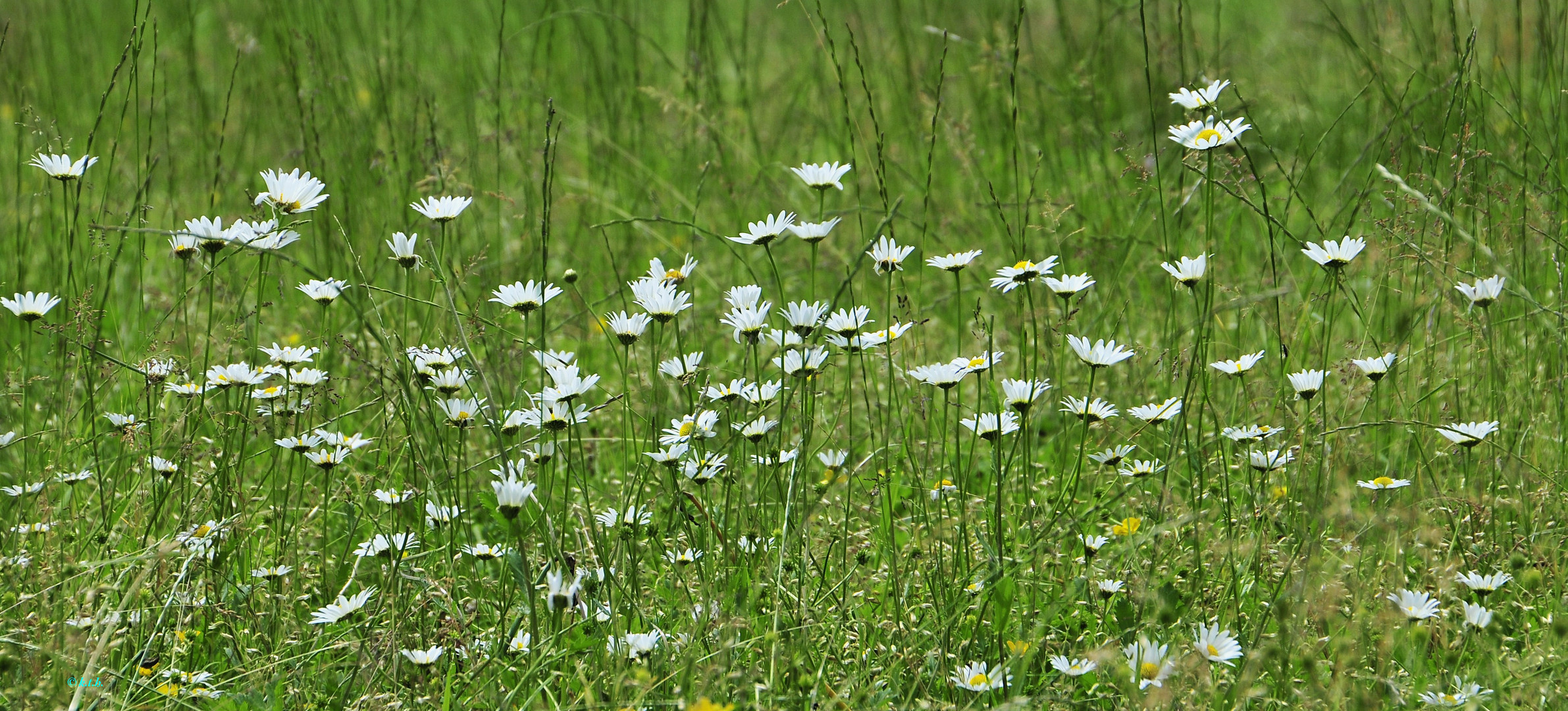 Margeriten