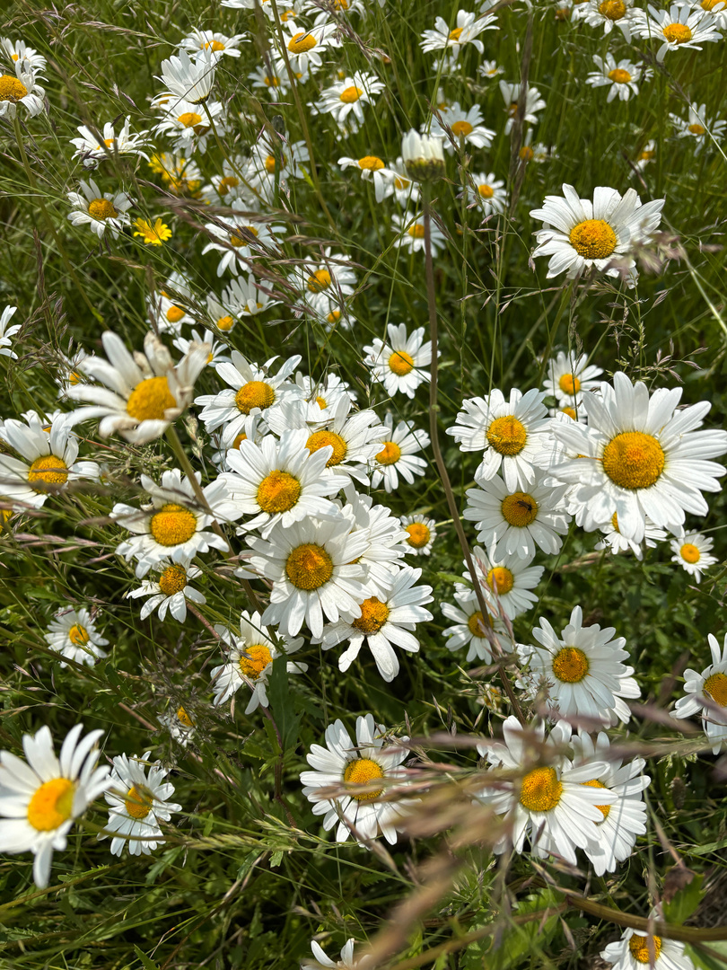 Margeriten