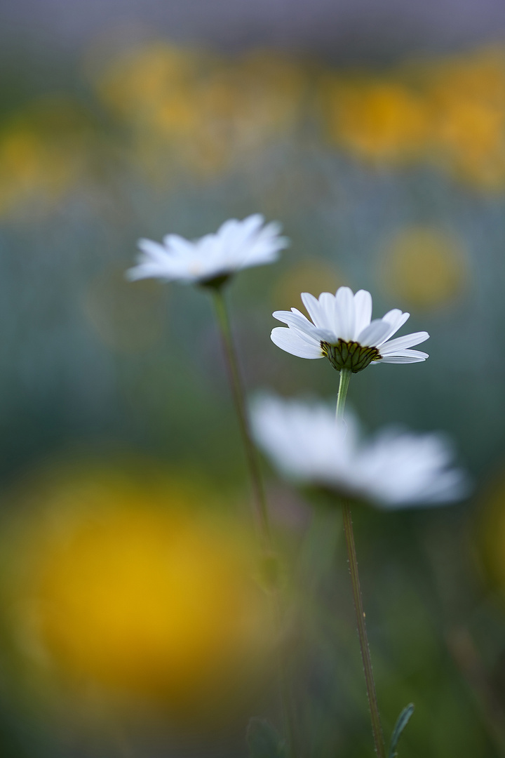 Margeriten