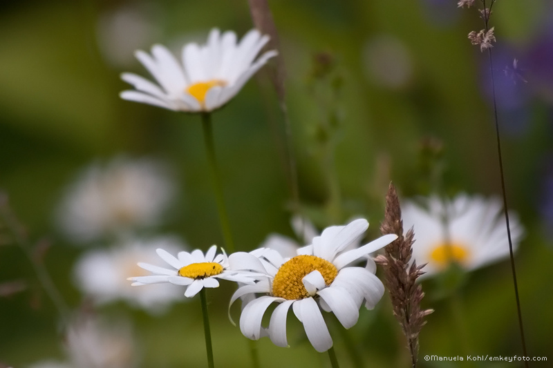 Margeriten