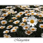 Margeriten