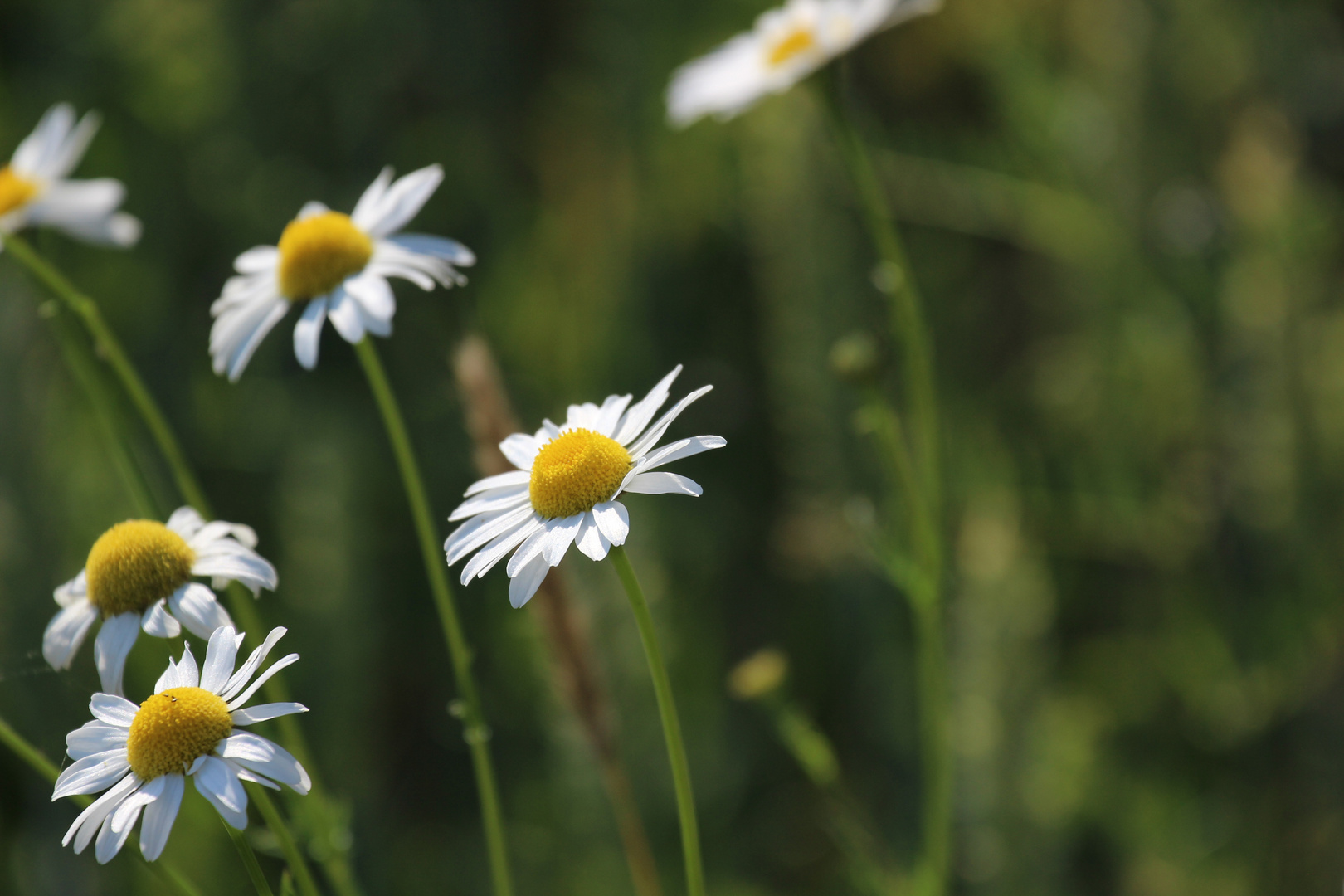 Margeriten