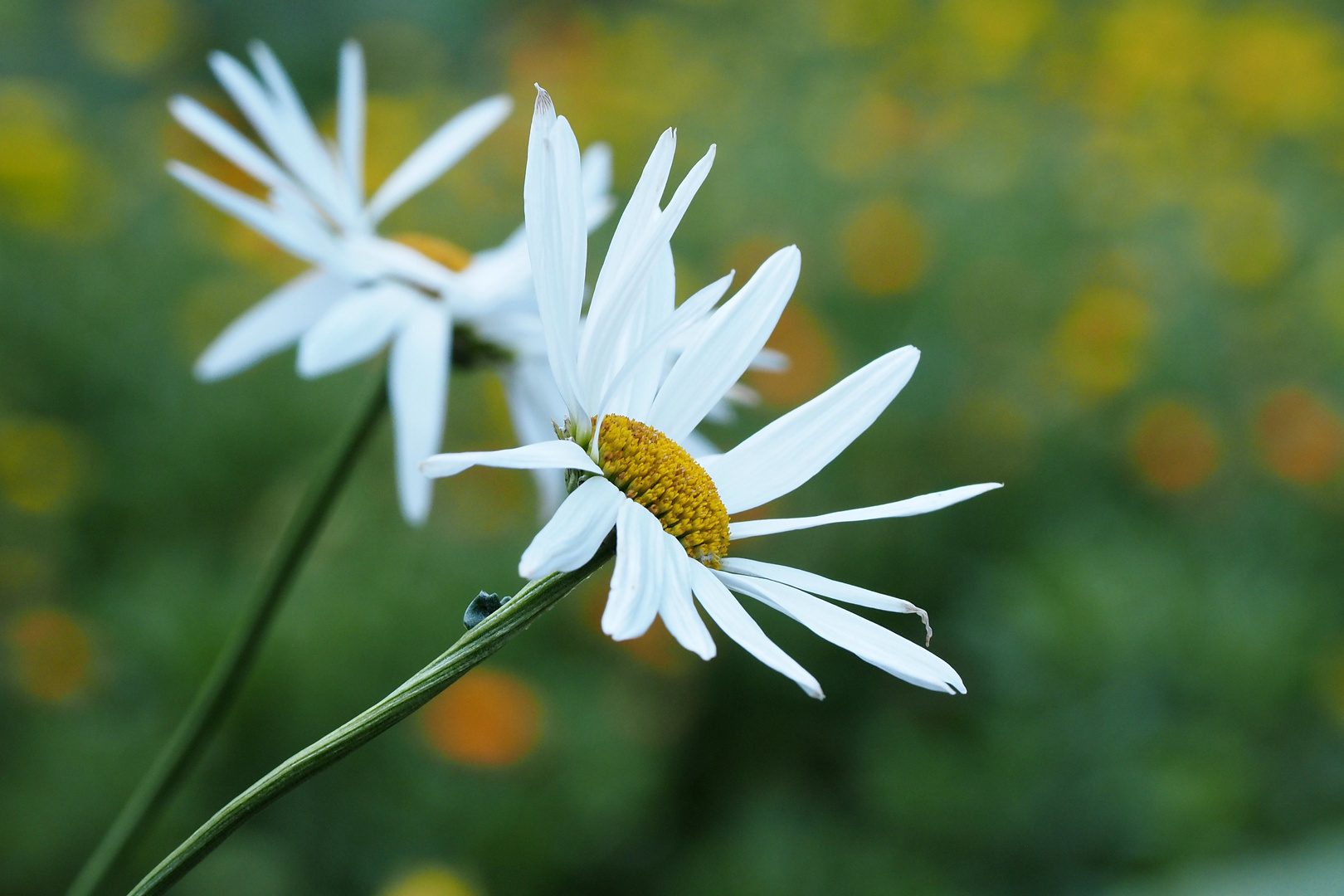 margeriten