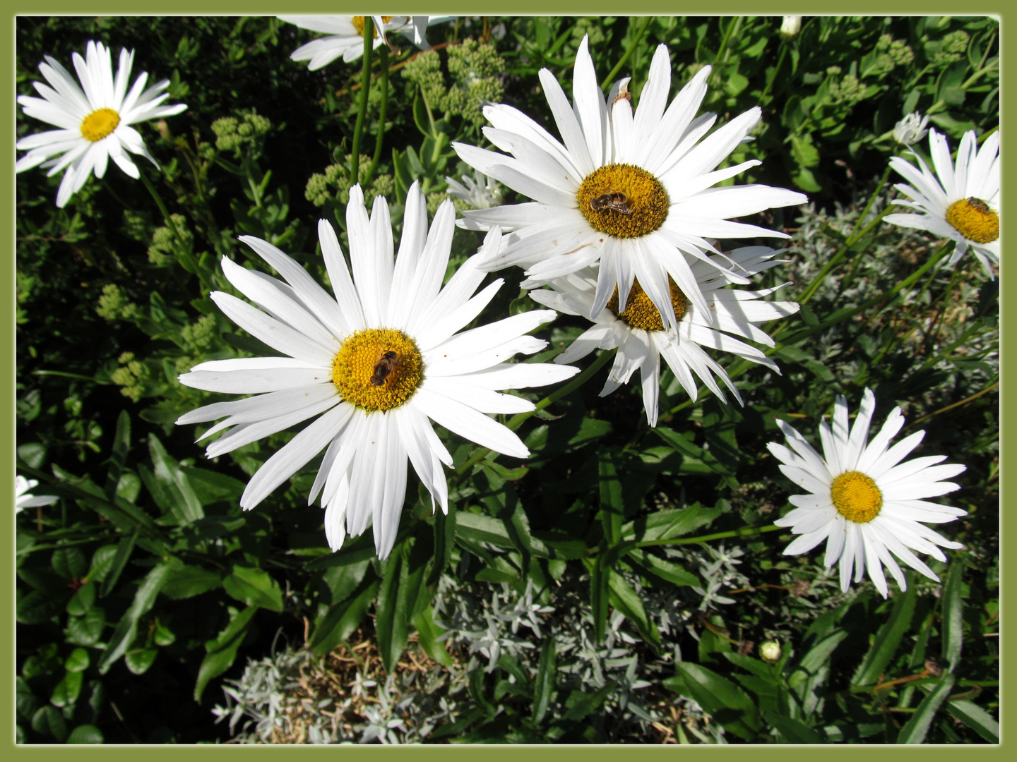 Margeriten Foto Bild Natur Blume Blumen Bilder Auf Fotocommunity
