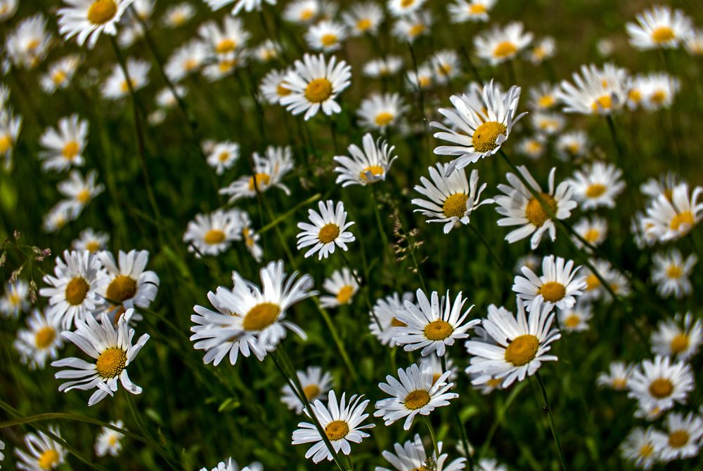 Margeriten Foto & Bild | pflanzen, pilze & flechten, blüten- & kleinpflanzen, wildpflanzen ...