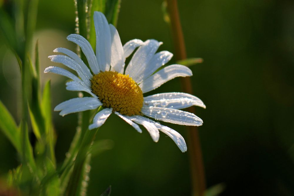 Margeriten