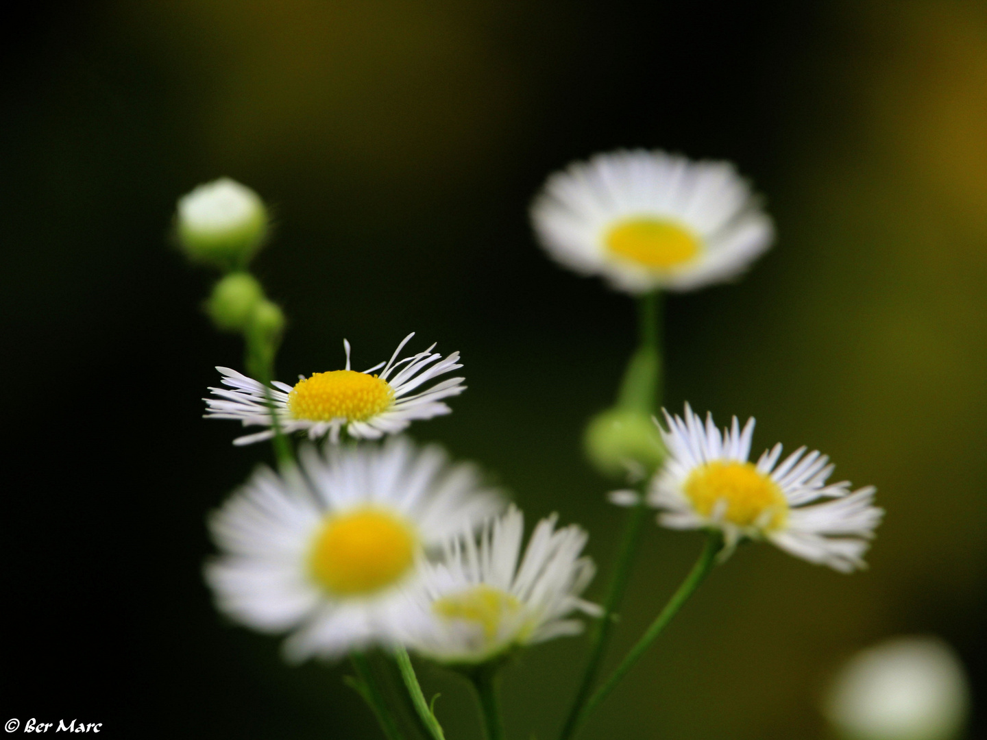 Margeriten