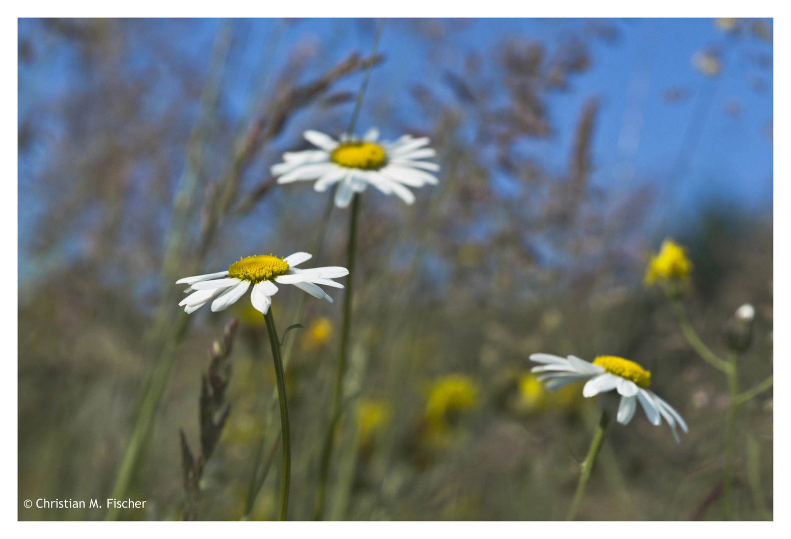 Margeriten