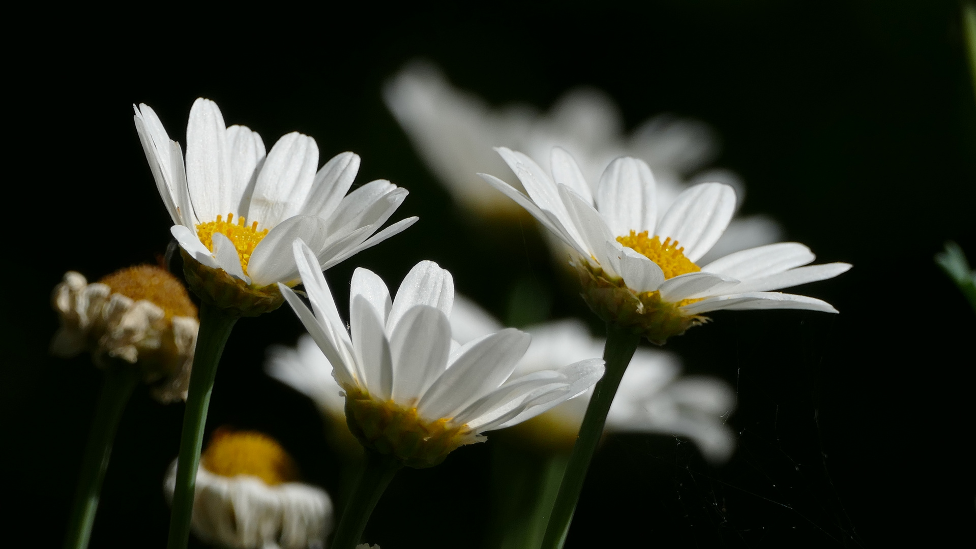 Margeriten Foto Bild Nah Makro Pflanzen Pilze Flechten Bluten Kleinpflanzen Bilder Auf Fotocommunity