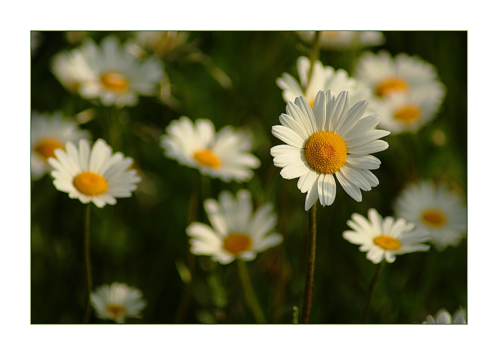 Margeriten am Morgen