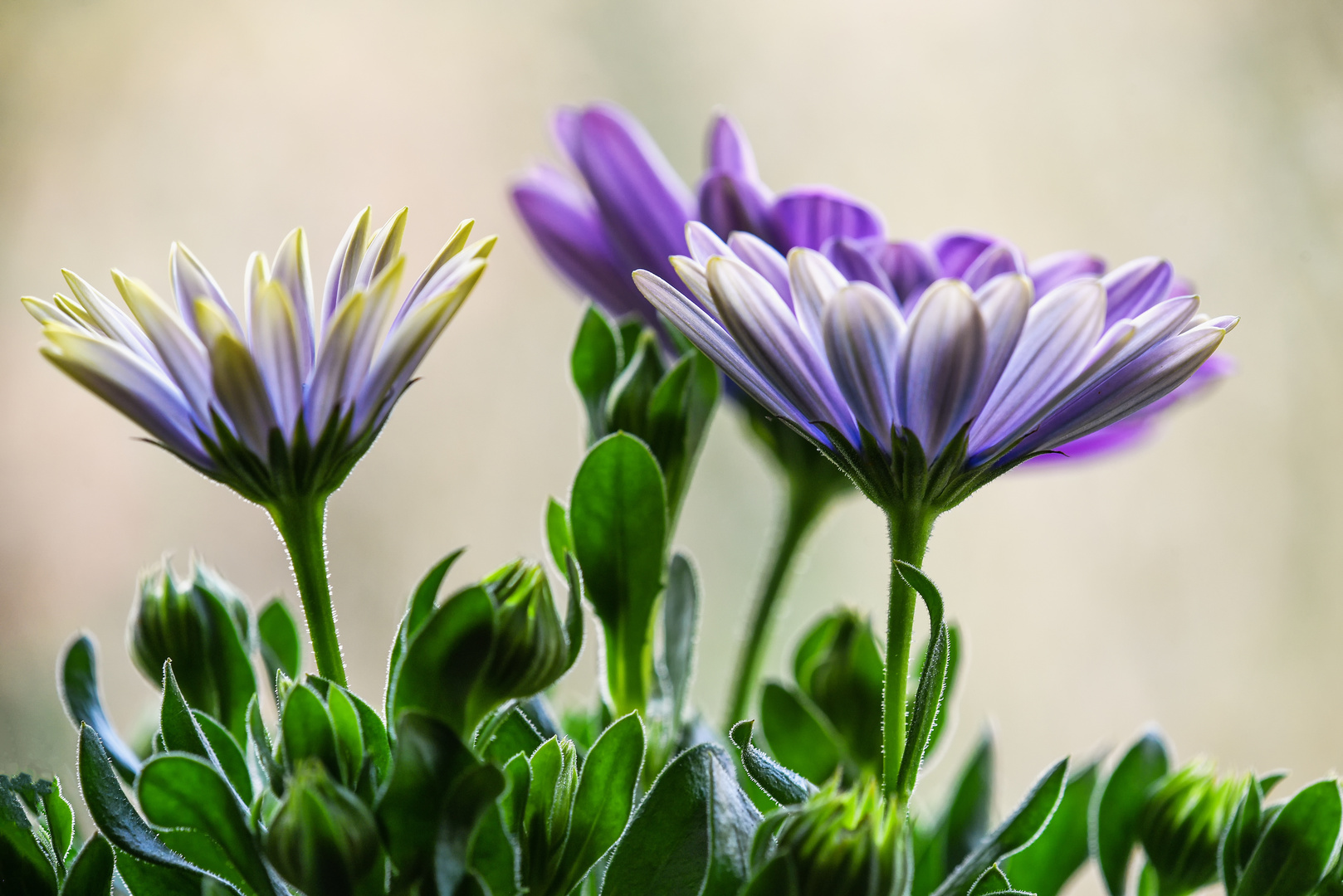 Margeriten am Sonntag !