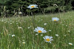 Margeriten am Waldrand