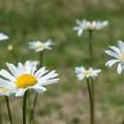 Margeriten am Wegesrand