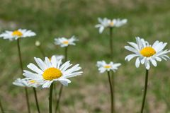 Margeriten am Wegesrand