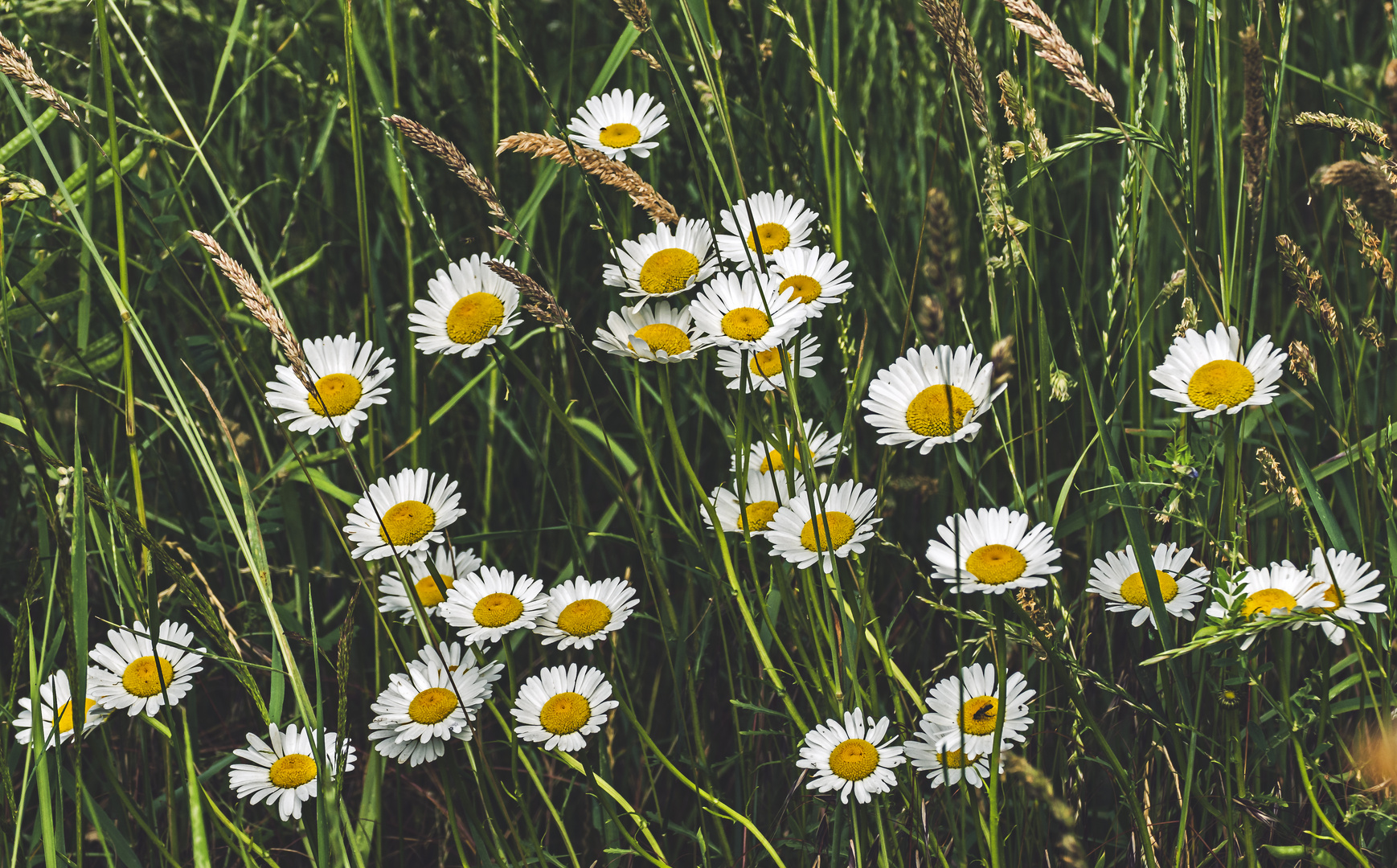 Margeriten am Wegesrand