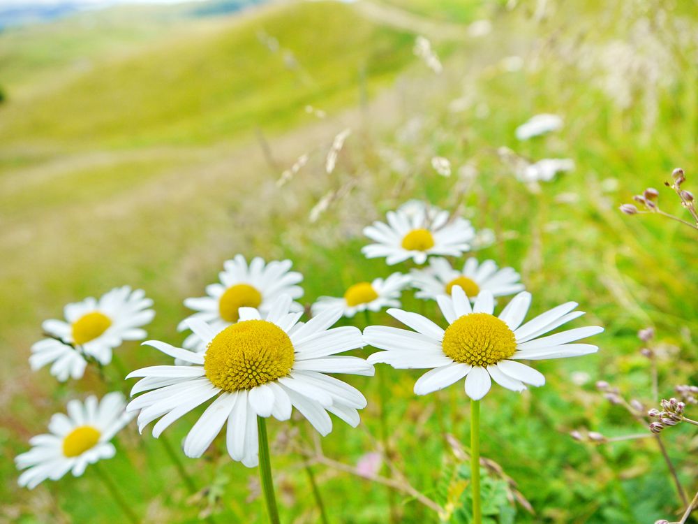 Margeriten auf der Seiser Alm